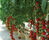 Système hydroponique de seau néerlandais de serre en gros de Kunyu pour la culture de tomates