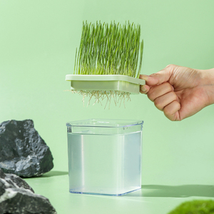 Kit de Cultivo Hidropónico de Hierba para Gatos, <span class=keywords><strong>Semillas</strong></span> de Hierba Gatera de Crecimiento Rápido sin Tierra, Plantas Seguras para Gatitos - Product Image 3