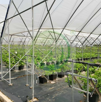 Serre polytunnel en promotion, couverture en film plastique, serre économique multi-travées pour la culture des myrtilles à vendre