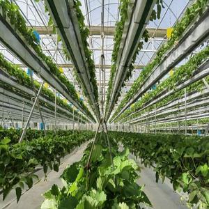 Salade Laitue Fraise Germes <span class=keywords><strong>de</strong></span> soja Nourrir À peine Récolte Rapide Culture hydroponique à haut rendement Système d'irrigation agricole - Product Image 5