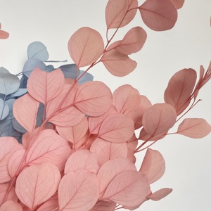 Paquete blanqueado de calidad AA de grado <span class=keywords><strong>eucalipto</strong></span> seco blanco rosa <span class=keywords><strong>azul</strong></span> <span class=keywords><strong>eucalipto</strong></span> de dólar de plata preservado para arreglo floral - Product Image 2