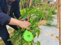 Outil de ligature pour plantes Wugeng BZJ-004 en acier au manganèse avec ruban adhésif et agrafes 604C