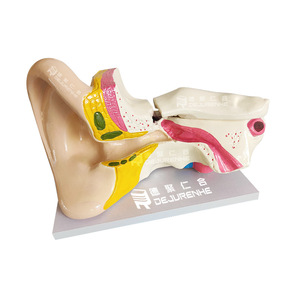 Modèle d'anatomie de l'oreille pour démonstration pédagogique biologique : Oreille humaine, structure du conduit auditif, organes, oreille biologique 6 fois plus grande - Product Image 3