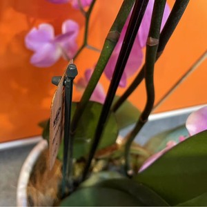 Support de <span class=keywords><strong>Plante</strong></span> en Plastique Vert de 8 Pouces et 10 Pouces de <span class=keywords><strong>Hauteur</strong></span> pour Jardin - Product Image 3
