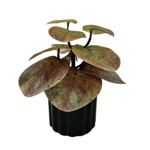 Planta Artificial Monstera de 12 Hojas, Impresa en 3D, en Maceta, Decoración para Hogar y Oficina - Product Image 5