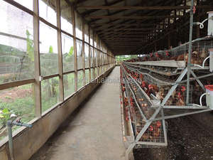 Offre Spéciale prix d'usine Cage automatique pour animaux de ponte Batterie de poulets Cage pour volailles poules à œufs utilisée dans la grande ferme avicole sud-africaine - Product Image 4