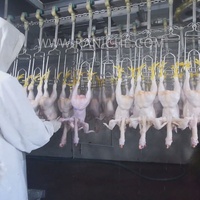 800 oiseaux par heure abattoir refroidisseur poulets ligne d'abattage automatique