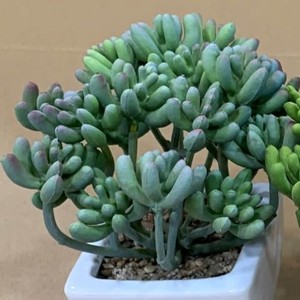 Tanaman sukulen buatan, tanaman Mini palsu dalam semen imitasi terlihat pot kecil realistis sukulen palsu dalam ruangan untuk ZR5013 - Product Image 3