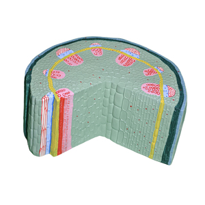 Modèle <span class=keywords><strong>de</strong></span> tige <span class=keywords><strong>de</strong></span> dicotylépine pour l'enseignement <span class=keywords><strong>de</strong></span> la biologie |   Modèle anatomique <span class=keywords><strong>de</strong></span> tige <span class=keywords><strong>de</strong></span> plante <span class=keywords><strong>de</strong></span> <span class=keywords><strong>laboratoire</strong></span> - Product Image 3