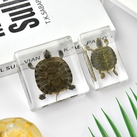 Presse-papiers Lucite acrylique de haute qualité avec taxidermie de vraie tortue artisanat en résine écologique pour aquariums souvenirs
