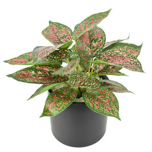 Tanaman hijau buatan daun besar dekorasi interior lanskap - Product Image 3