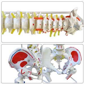 <span class=keywords><strong>Fisioterapia</strong></span> Life Tamaño natural Esqueleto Modelo Columna vertebral con <span class=keywords><strong>pelvis</strong></span> y cabeza femoral para la ciencia médica - Product Image 4