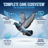 Complément alimentaire professionnel 5-en-1 pour la santé des pigeons - Mélange multivitaminé et électrolytique avec enzymes digestives - Vente en gros et étiquetage privé