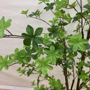 Árbol Artificial <span class=keywords><strong>de</strong></span> Enkianthus Perulatus, Flor <span class=keywords><strong>de</strong></span> <span class=keywords><strong>Nieve</strong></span> Japonesa Artificial con Follaje Verde Denso para Decoración <span class=keywords><strong>de</strong></span> Interiores, Hogar y Oficina, Varios Tamaños - Product Image 5