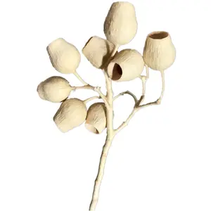 Vendita diretta in fabbrica Myrtaceae globuli di eucalipto Eucalyptus robusta Smith per mazzi e decorazioni di lusso