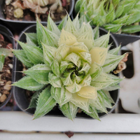 Tanaman Sukulen Buatan Dalam Pot Mini Untuk Tanaman Pot Tanaman Dalam Ruangan Flora Cantik Untuk Dekorasi Rumah Hiasan Meja