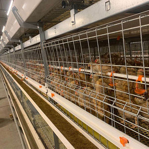 Jaulas para Pollos <span class=keywords><strong>de</strong></span> Engorde <span class=keywords><strong>de</strong></span> Primera Calidad <span class=keywords><strong>en</strong></span> China, Jaulas <span class=keywords><strong>en</strong></span> Batería para la <span class=keywords><strong>Venta</strong></span> con Diseño <span class=keywords><strong>de</strong></span> Gallinero Galvanizado para Granjas Avícolas - Product Image 6