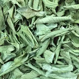Fan Shi Liu Ye sfuso cinese fresco secco di Guava sfuso tè alle erbe