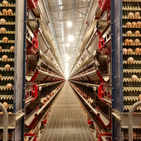 Nouvelle batterie d'élevage de poules pondeuses Yinanchun A-Type en acier galvanisé, 128 poules, 4 niveaux, 4 portes, longue durée de vie, garantie de plus de 8 ans