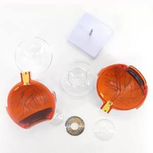 Model mata anatomis terperinci dengan komponen yang dapat dilepas untuk pendidikan medis dan pelatihan imitatif mata - Product Image 5