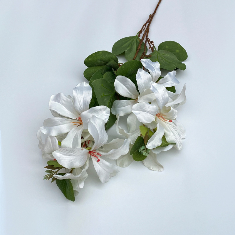 Jasmine jn white