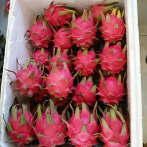 Verse Rode Drakenvrucht - Premium Kwaliteit Pitaya