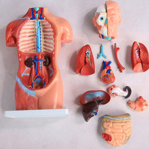 A1047 PVC 42cm 18 pièces Modèle de torse anatomique <span class=keywords><strong>asexué</strong></span> pour la science médicale Modèle anatomique réaliste du corps <span class=keywords><strong>humain</strong></span> - Product Image 5