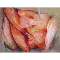 Tilapia Rouge Entière Fraîche Congelée, Éviscérée et Écaillée, 800g, Emballage en Boîte, Prix du Poisson Tilapia Rouge Fraîchement Congelé