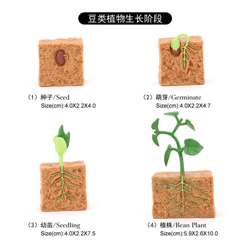 2448 Cycle de vie des plantes