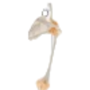 ADA Main os cubitus radius humérus avec modèle de clavicule omoplate et modèle attaché <span class=keywords><strong>tibia</strong></span> et péroné fémur - Product Image 6