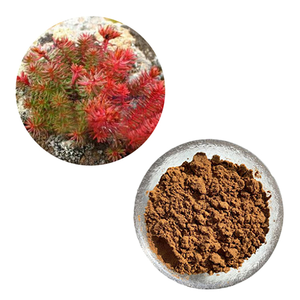 紅景天樹皮エキスCITES食品グレードハーブ植物粉末ドラム98%バルクサプライヤー97404-52-9スポーツエネルギーサプリメント - Product Image 1