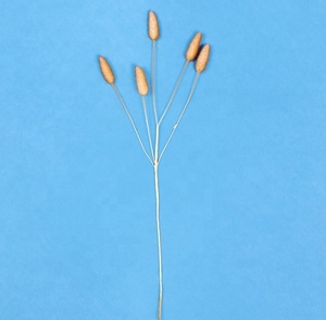 Fourniture d'usine Prix attractif Queue de Lapin Herbe Bundle Artificielle Diverses Couleurs <span class=keywords><strong>Lagurus</strong></span> Ovatus Queue de Lapin Herbe - Product Image 4