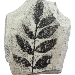 Groothandel Bulk Crystal Stone Natuurlijke Plant Blad Fossiele Steen Voor Het Verzamelen Van Cadeau Souvenir