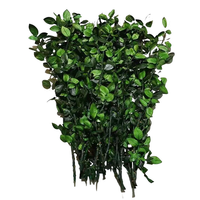 Vente en gros de feuilles de rose préservées, branches de rose de 60-70 cm, tiges de rose éternelle vertes longues pour dôme en verre