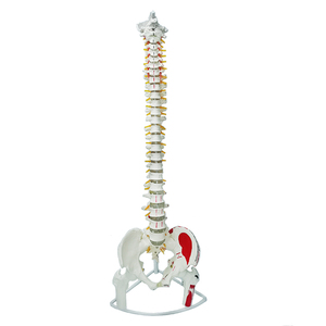 Production 34 Inch PVC Spine Anatomical Model Colored Flexible Vertebral Column Model Medical Teaching Life Size Spine Model