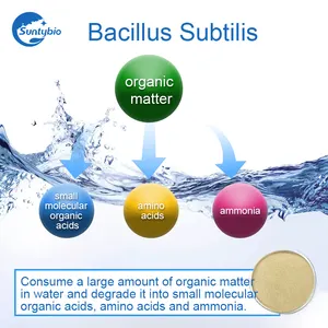 Probiotics-Bacillus Subtilis para tratamiento de camarones y agua