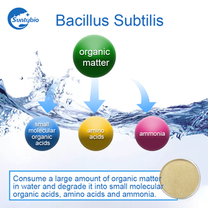 Probiotics Bacillus Subtilis Cho Tôm Và Xử Lý Nước - Product Image 3