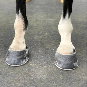 हार्स देखभाल इक्वाइन पट्टी खुर के लिए कास्टिंग सामग्री दौड़ घोड़े जूते इक्वाइन Hooves - Product Image 5