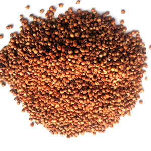 JIATAI Factory Red Sorghum <strong>Seed</strong> for <strong>Bird</strong> Feeding Pet Food - Product Image 4