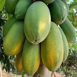Semi all'ingrosso transfrontalieri per alberi da frutto: Uva, Gelso, Litchi, Frutto del Drago, Kiwi - Confezione sfusa per giardinaggio domestico e balcone - Product Image 3