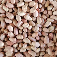 Kernel de peanut cru não-gmo da alta qualidade para venda
