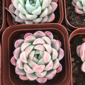 Suculentas Azules, <span class=keywords><strong>Echeveria</strong></span> de 2.8 Pulgadas, Planta de Interior, Venta al por Mayor para Viveros - Product Image 6