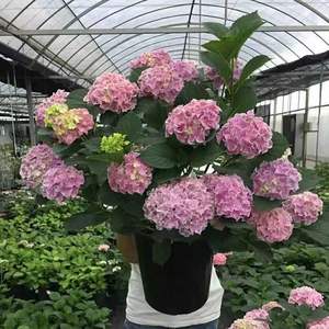 Plántulas de Hortensia, Variedad Endless Summer, Fáciles de Cultivar, <span class=keywords><strong>Plantas</strong></span> en Maceta de un Galón, Florescen en las Cuatro Estaciones, <span class=keywords><strong>Resistentes</strong></span> - Product Image 4