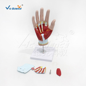 Modelo de Anatomía de Mano VIC-H015A, Modelo de Enseñanza Médica, Modelo de Enseñanza de Anatomía Humana - Product Image 3