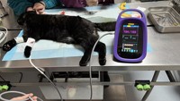 Perangkat Diagnostik Ultrasonik Portabel Uryn RN5 Layar Sentuh Baterai Terpasang ECG SpO2 NIBP TEMP untuk Rumah Sakit Hewan ICU Bedah