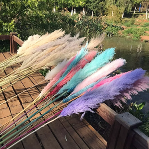 2024 Top vendeur de haute qualité fleur séchée décorative naturelle vraie herbe de pampa grandes pampas beiges pour la décoration de <span class=keywords><strong>mariage</strong></span> - Product Image 1