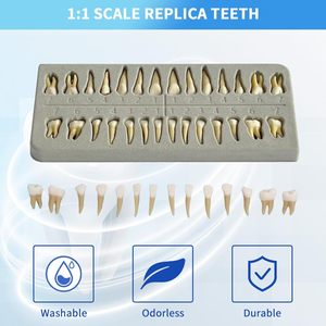 Demostración de dientes de resina, 28 piezas 1:1 dientes permanentes artificiales modelo de entrenamiento de enseñanza dental para estudiantes y profesionales - Product Image 4