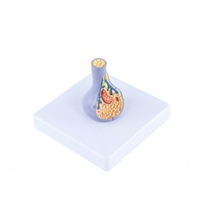 Modèle de structure synaptique en PVC pour l'enseignement médical, <span class=keywords><strong>la</strong></span> biologie, <span class=keywords><strong>la</strong></span> <span class=keywords><strong>neurosciences</strong></span>, modèle d'affichage éducatif - Product Image 2