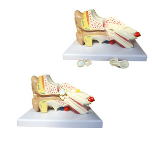 Versión profesional del modelo anatómico del ojo humano, estructura ocular, características faciales, enseñanza de oftalmología - Product Image 3