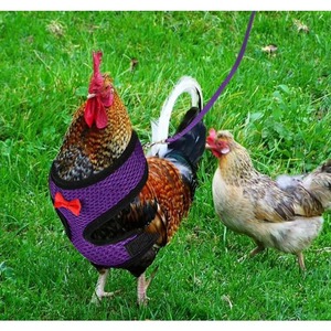 Muestra gratuita: Arnés de entrenamiento transpirable de malla de aire ajustable para gallinas, patos, gansos y gallos pequeños, con correa. - Product Image 1